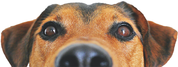 dog2